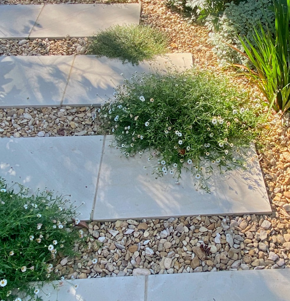 Gravel garden with stepping stones and Erigeron karvinskianus