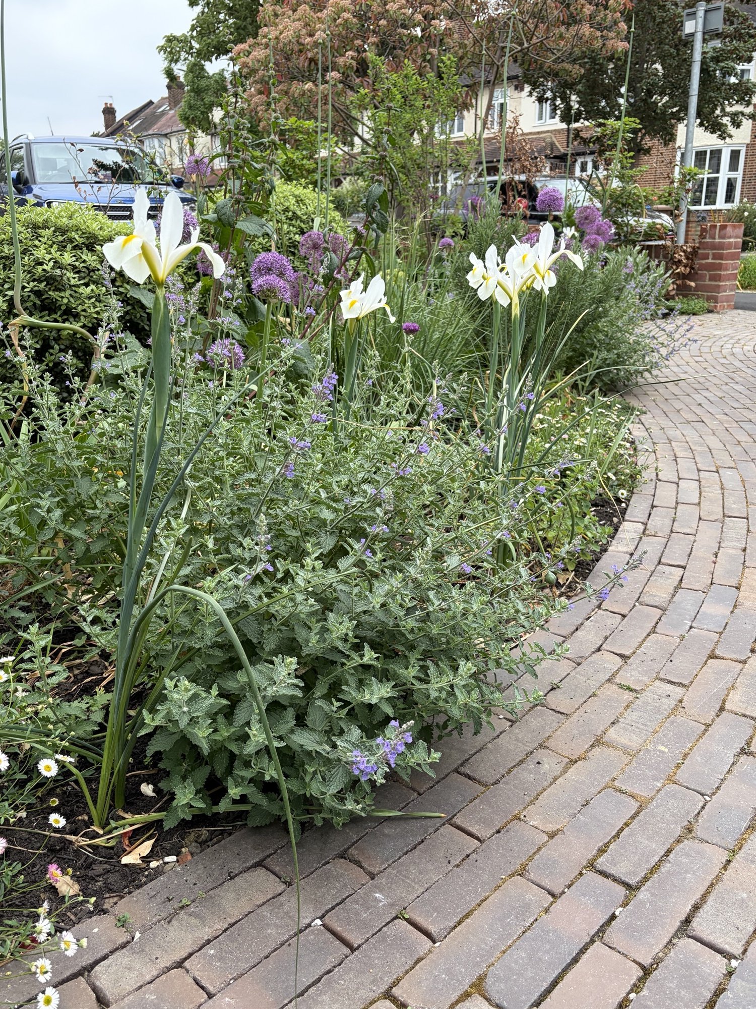 Mixed eco-friendly planting detail - Wimbledon garden