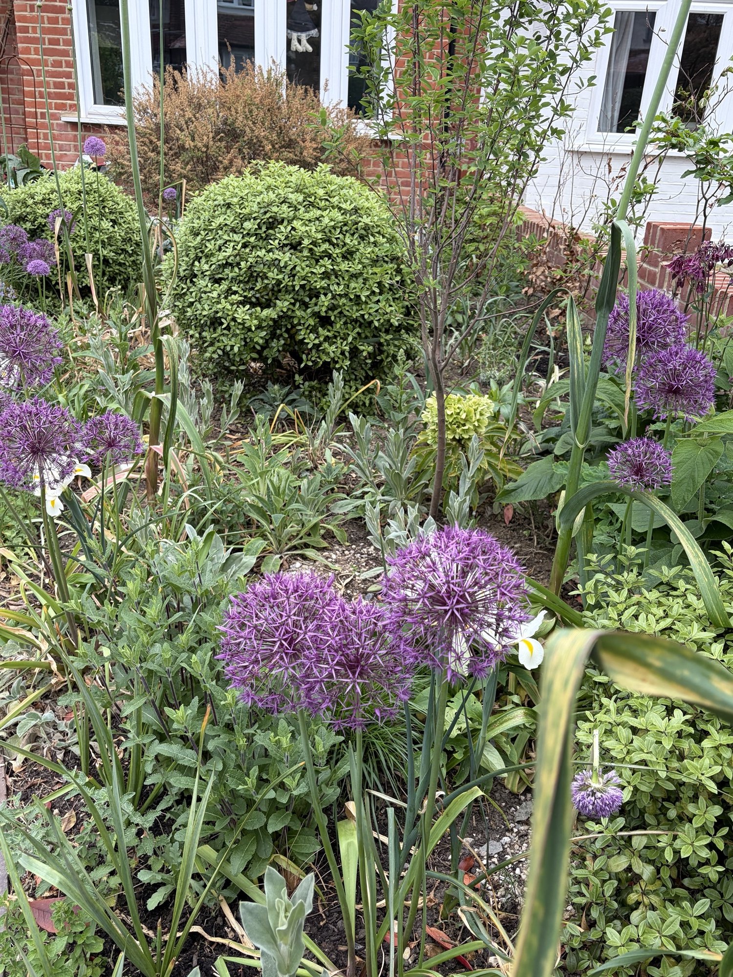 Purple alliums and clipped box ball - Wimbledon garden design