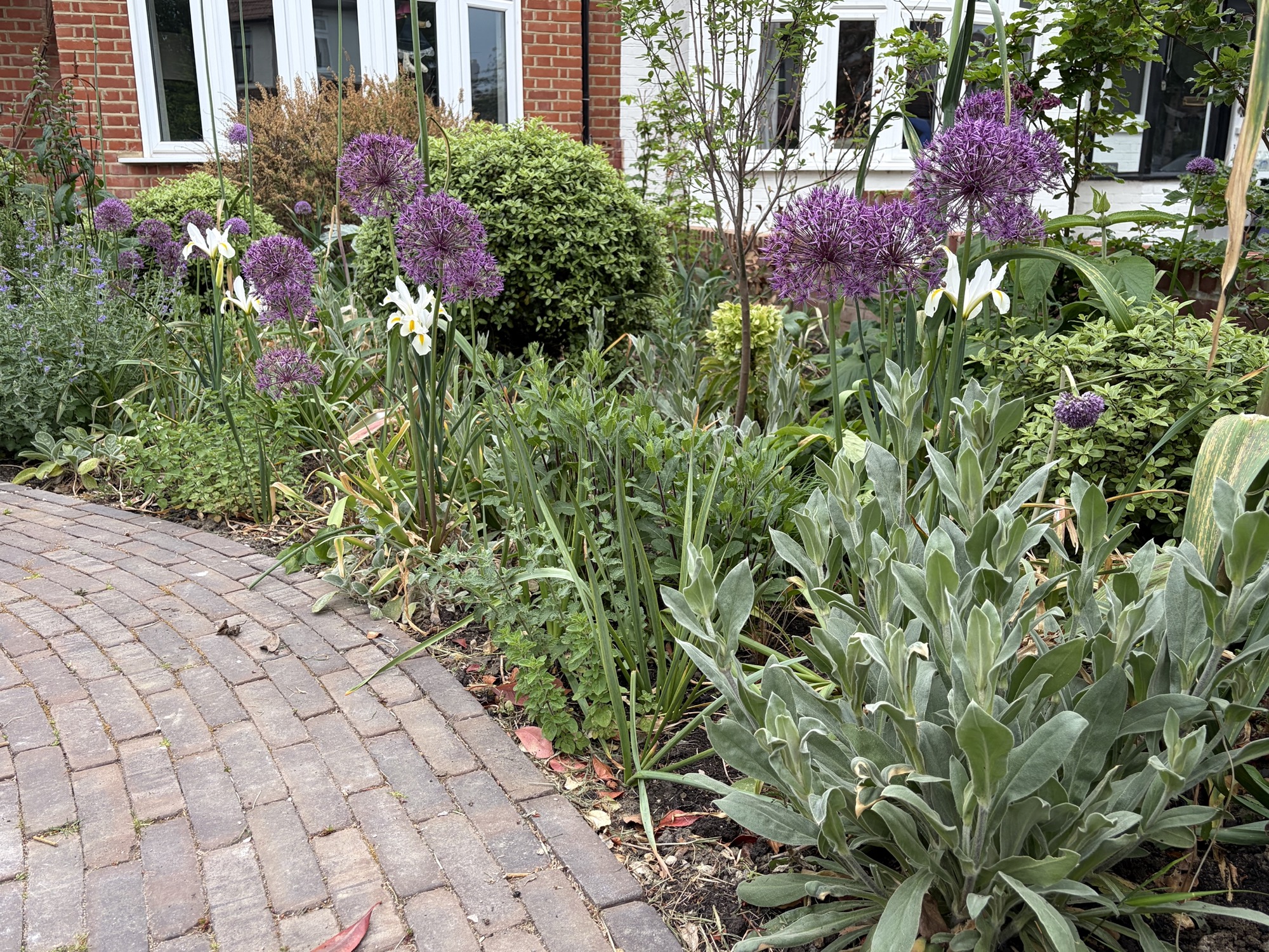Front garden transformation Wimbledon - brick path and planting border with alliums and irises