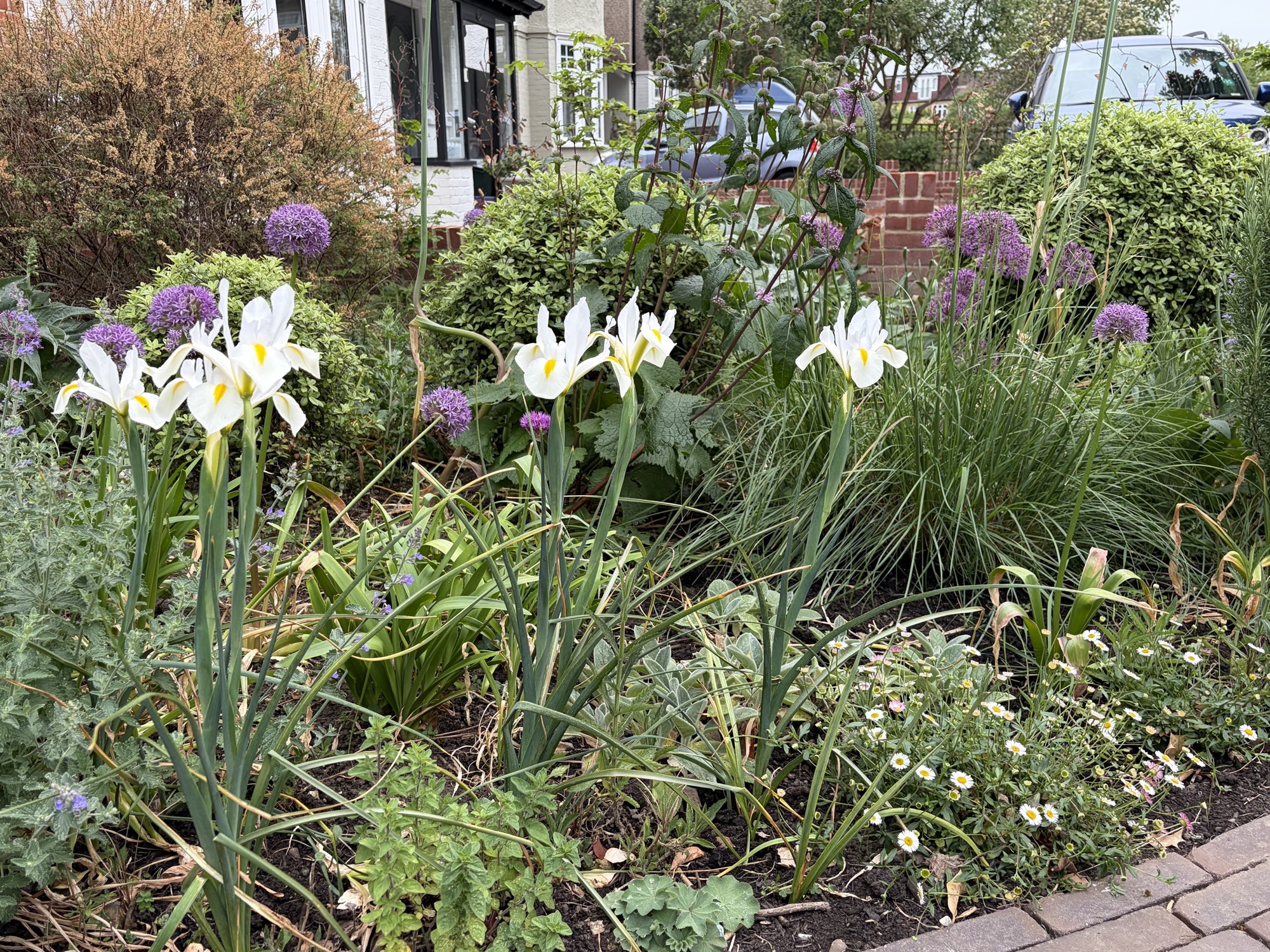 White irises and purple alliums in Wimbledon front garden