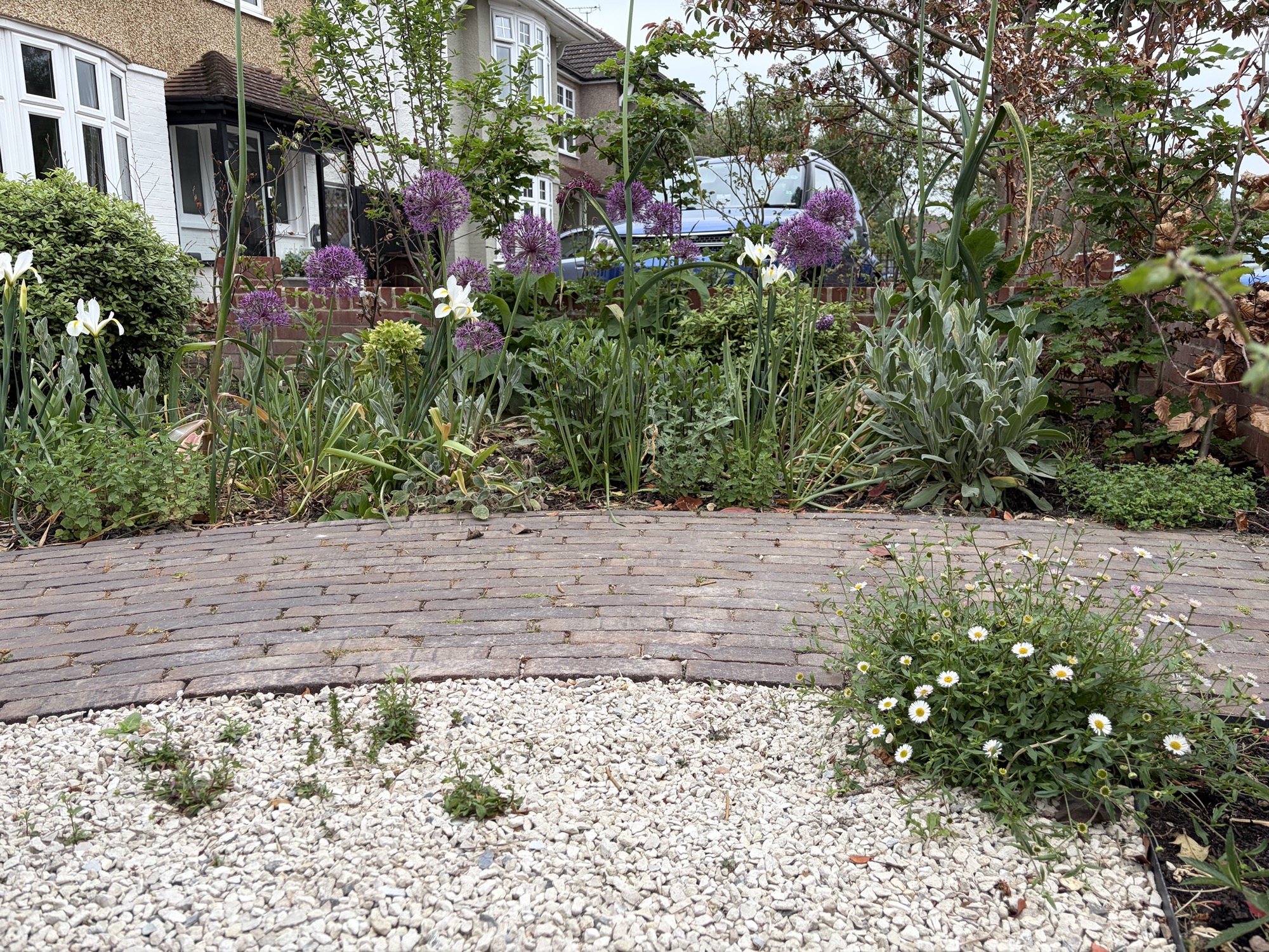 Curved raised bed and gravel driveway - Wimbledon front garden